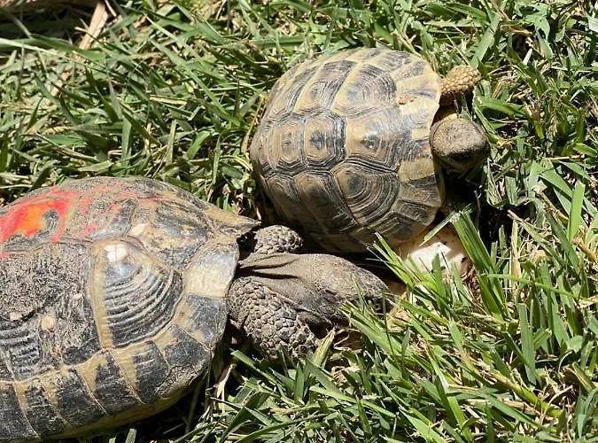 Hotel Beni Shëngjin