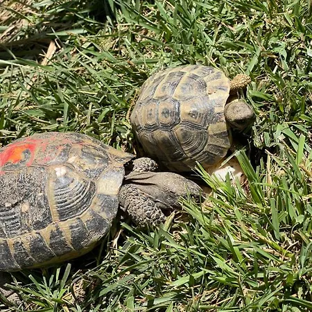 فندق Beni Shëngjin